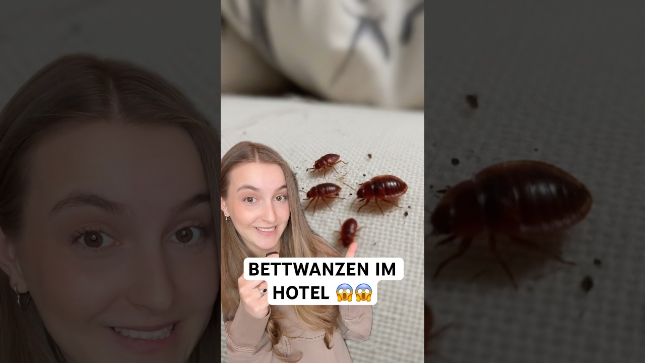 Bettwanzen im Hotel erkennen – Tipps & Bettwanzenfallen für einen sicheren Aufenthalt! ✅