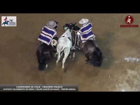 Las 5 carreras del Criadero Peleco para ganar en Rancagua