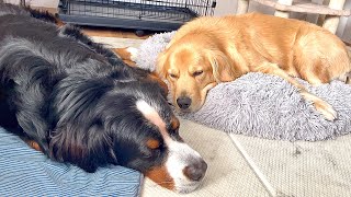 - お気に入りの寝床で眠る犬達が可愛すぎる