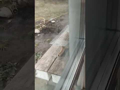 Капкан. Живолівка на кота. Пацюківка. Клітини. Пастка. Відео