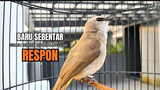 Download lagu Trucukan Gacor ROPEL PANJANG Saat Subuh COCOK untuk Pancingan Trucuk BAHAN dan MASTERAN TRUCUK Paud mp3