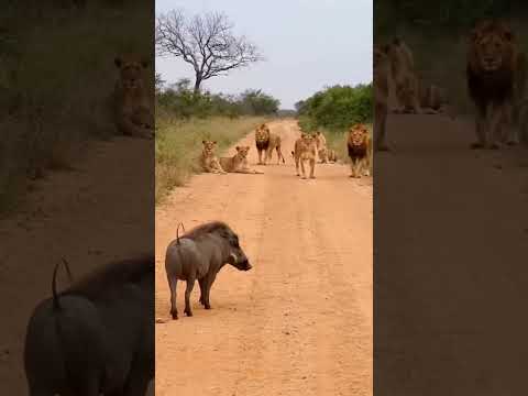 INCREDIBLE MOMENT 😂 LION VS WARTHOG