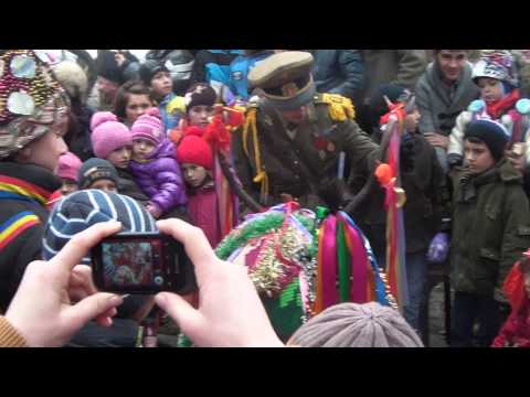 cerbul Todiresti IASI 2014