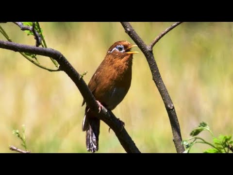 Betina Novyj Trend Smotret Onlajn Na Sajte Trendovi Ru