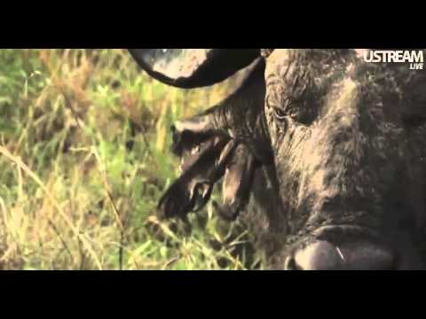 Cape Buffalo on Djuma Safari 11-23-11
