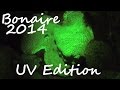 Diving - Bonaire 2014 - UV Edition - Karibik, Bonaire, Niederländische Antillen, Fluoreszenz