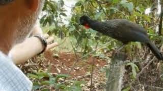 Compositor Denilson Honorato