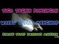 Tiga Tehnik Memancing Burung Walet agar Mudah Menginap dan menghasilkan Sarang Berkwalitas Super