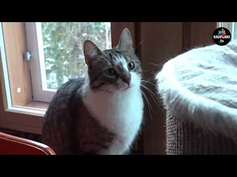 Katso video. Kissoista melkein puolet jää noutamatta kotiin löytöeläintalosta