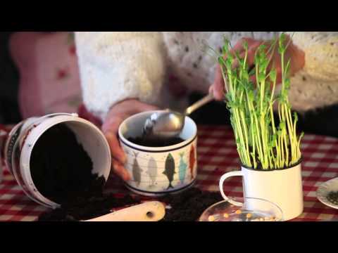 Odla din trädgård inomhus -windowfarming. Din egen fönsterodling!