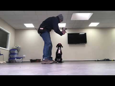 Teach a Freeze Indication through play for Scent Work
