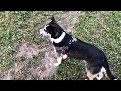 Robbie geht Gassi am Kammerberg (5.12.18)