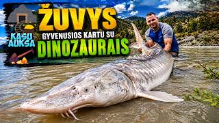 Canada fishing [5] Fraser river monsters - White Sturgeon | MEGA battles #sturgeonfishing #sturgeon
