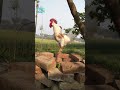 Rooster Sound Rooster Crowing Compilation मुर्गा की आवाज Cock Sound Murga Ki