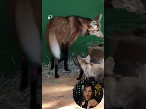 Filhotes de Lobo Guará no Zoológico de SP