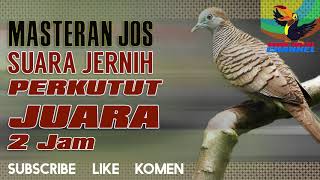 Download lagu MASTERAN SUARA Burung PERKUTUT BANGKOK JUARA Suara Jernih buat KUNG MANIA mp3