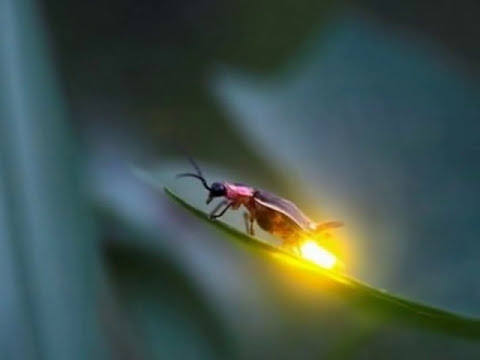 Lagu Madura  NANG-KONANG BU'U' (Gubahan M Irsyad)