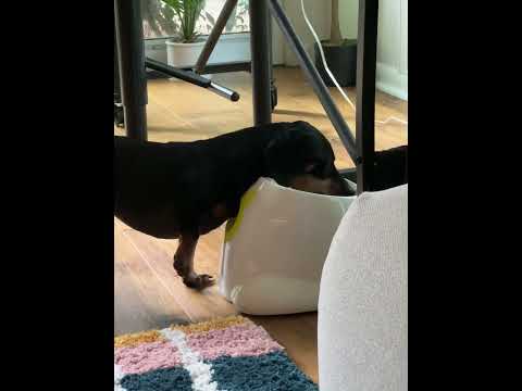 best money i ever spent #dachshund