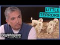 Four Barking Maltese Dogs Drive Couple Crazy Dog Whisperer With Cesar Millan