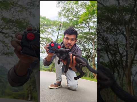 Remote control cat 🐈 unboxing and testing video #cat #cats #unboxing #shorts #trending #mycat #toys