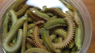 Морские черви для рыбалки как сохранить