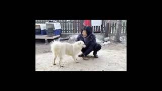 Video preview image #1 Pembroke Welsh Corgi-pomeranian spitz Mix Puppy For Sale in Seattle, WA, USA