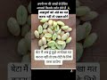 अन्नपूर्णा को अनदेखा न करें Durga Durgamaa Durgapuja