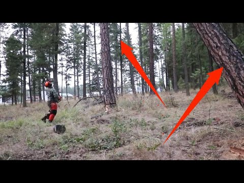 Fell Two Trees at Once & This is What Happened