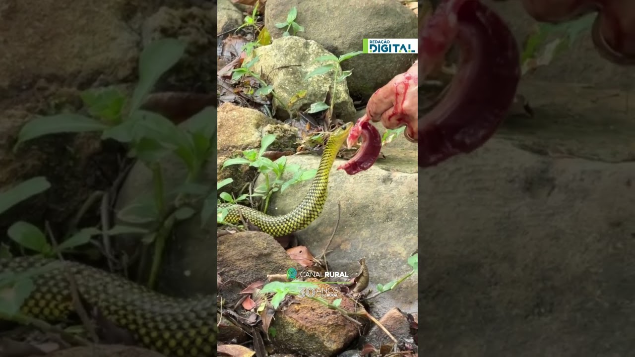 Cobra se aproxima de homem limpando peixe e ganha um petisco