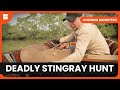 Venomous Stingray Encounter Chasing Monsters S02 EP08 Nature Adventure Documentary