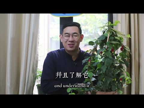 燈籠花種植