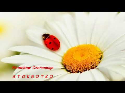 Stanisław Czeremuga -  STOKROTKO
