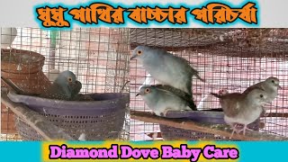 ঘুঘু পাখির বাচ্চার পরিচর্যা😀Diamond Dove Baby Care