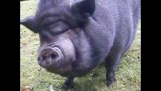 SIDONIE, COCHON VIETNAMIEN : En ballade