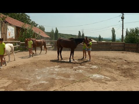 Info - Vreli dani smetaju i životinjama (TV KCN 20.07.2024.)
