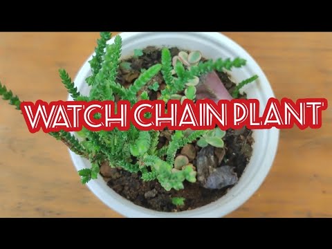 , title : 'Crassula Muscosa Multiname Succulent plant, Easy to care, Easy to grow, Zip plant, Watch Chain'