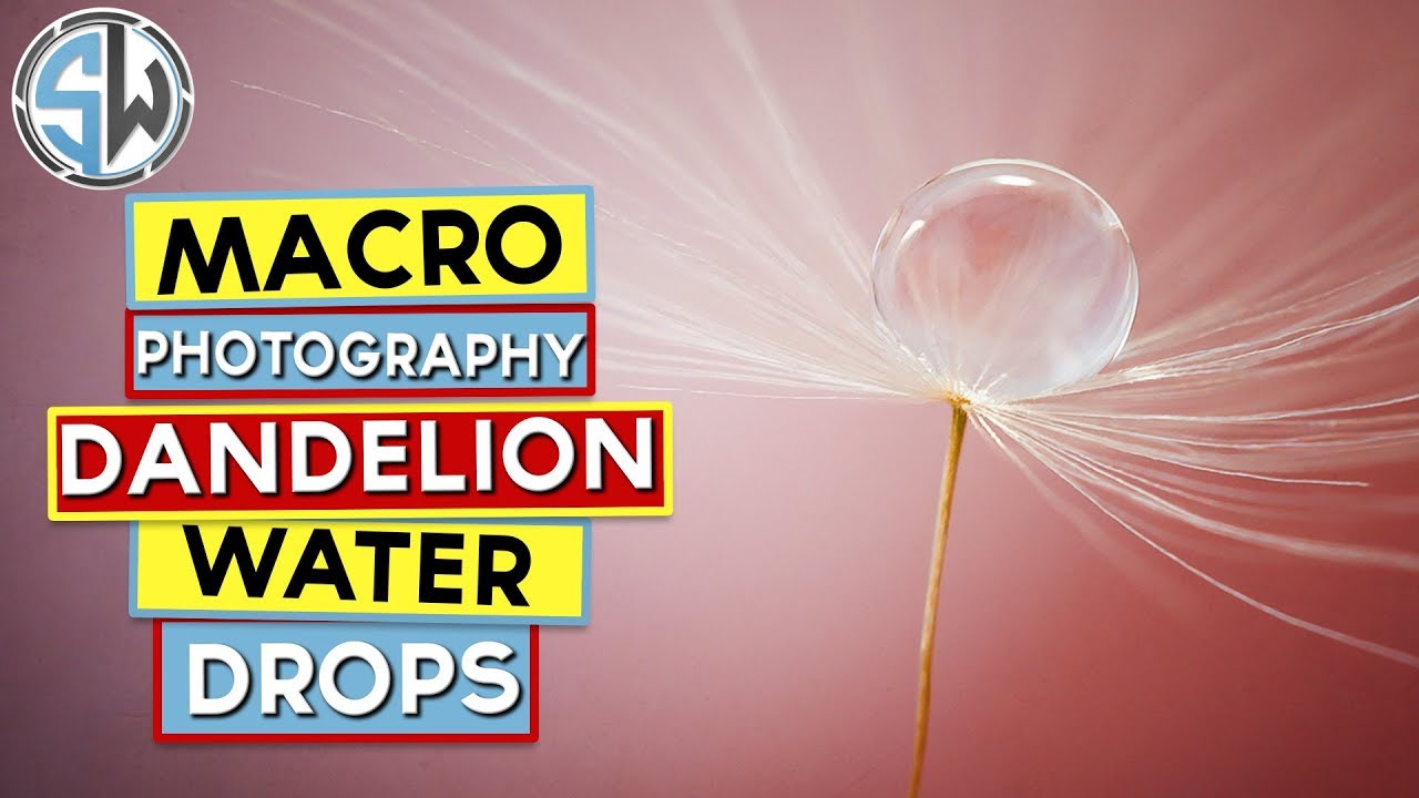 Macro photography water drop on a dandelion seed