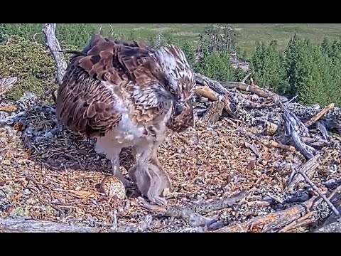 Temper tantrum: feisty little bob has a go at mum Dorcha the Loch Arkaig Osprey 8 Jun 2023
