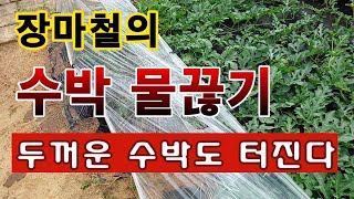 [텃밭농부. 1,132]  장마철 수박 물 끊기. 두꺼운 수박도 터진다 #수박재배
