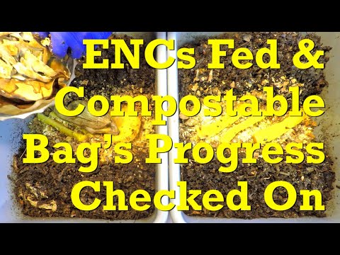 Day 267 of compostable bag test in #1 of 2 Euro nightcrawler worm bins - vermicompost