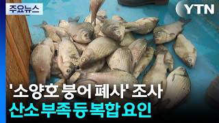 '소양호 붕어 폐사' 정부 조사 발표...복합 요인에 따른 떼죽음 / YTN