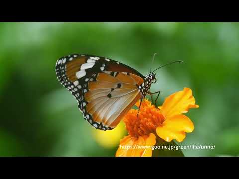 マレーシアのカバマダラ