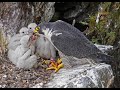 Peregrine Falcon Nesting 4k HQ