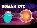 Human Eye - The Dr. Binocs Show | Best Learning Videos For Kids | Peekaboo Kidz