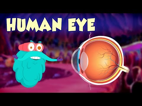Human Eye - The Dr. Binocs Show | Best Learning Videos For Kids | Peekaboo Kidz