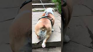 ホルモン🦴またもや踏みはずし🐖#癒し#公園#散歩#park#WALK#動物#animals#家族#family#ペット#pets#LOVE#おすすめ#犬#dog#おもしろ#休日#かわいい#cute