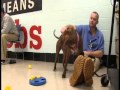 A New Path Key Role Of Inmates In Training Psychiatric Service Dogs