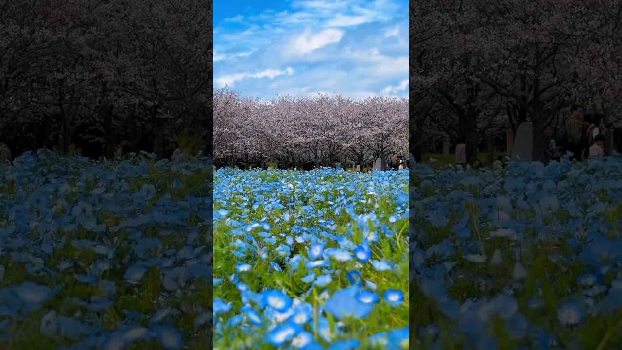 海の中道海浜公園