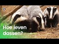 Hoe leven dassen?