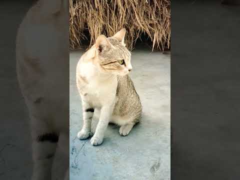 biraler dak😍# amar pusi#0k9 family#shorts video 🐈🥰😘😍